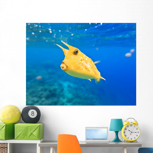 Longhorn Cowfish