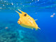 Longhorn Cowfish