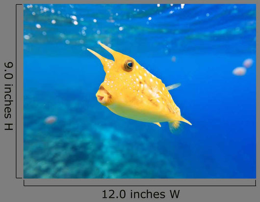 Longhorn Cowfish