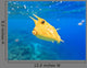 Longhorn Cowfish