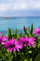Purple Wild Flowers Beach