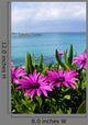 Purple Wild Flowers Beach