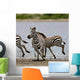 Zebras Serengeti National Park Wall Mural
