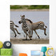 Zebras Serengeti National Park Wall Mural