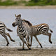 Zebras Serengeti National Park Wall Mural