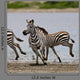 Zebras Serengeti National Park Wall Mural