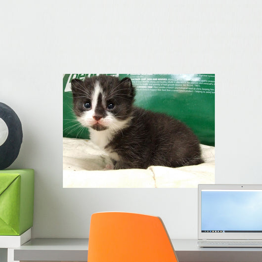 Cat Wall Mural