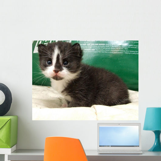 Cat Wall Mural