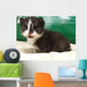 Cat Wall Mural