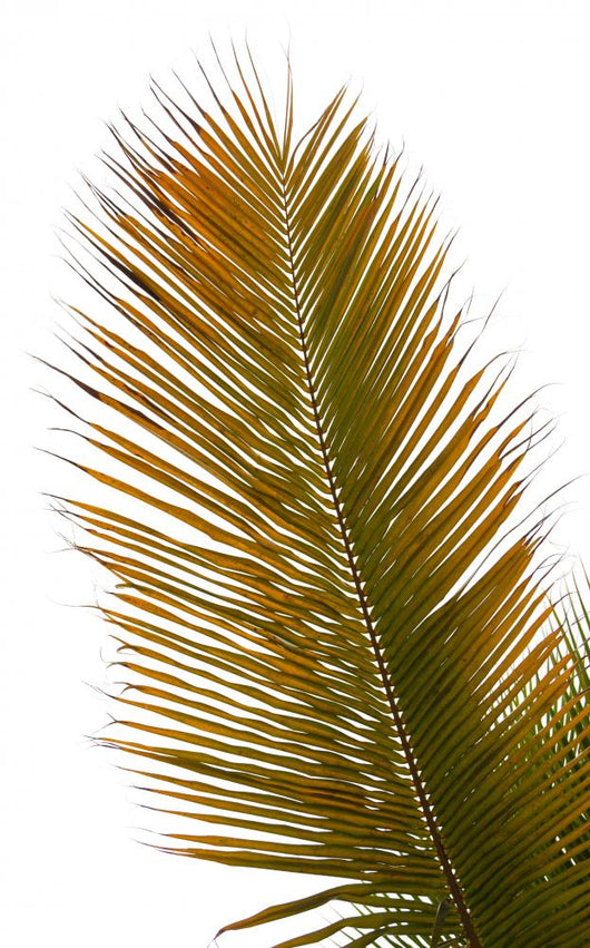 Palm Wall Mural