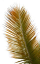 Palm Wall Mural
