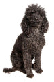 Poodle Dog