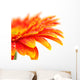 Orange Gerbera Wall Mural