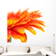 Orange Gerbera Wall Mural