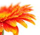 Orange Gerbera Wall Mural
