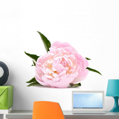 Pink Peony Flower shown on a wall