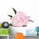 Pink Peony Flower