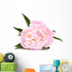 Pink Peony Flower