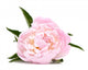 Pink Peony Flower