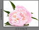 Pink Peony Flower