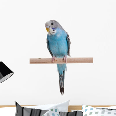 Blue Budgie Wall Decal shown on a wall
