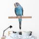 Blue Budgie Wall Decal