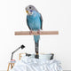 Blue Budgie Wall Decal