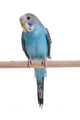 Blue Budgie Wall Decal