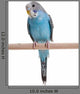 Blue Budgie Wall Decal