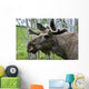 Moose Wall Mural