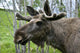 Moose Wall Mural