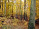 Herbstwald Wall Decal