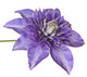 Blue Clematis