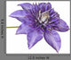 Blue Clematis