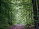 Waldweg Wall Decal