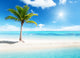 palm on island Wall Mural