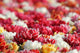 Sea Flowers Wall Mural