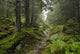 Track Wilde Forest
