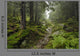 Track Wilde Forest
