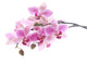 Purple Orchid Wall Decal