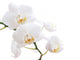 White Orchid Wall Decal Design 1