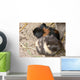 Pet Murals Guinea Pigs Wall Decal