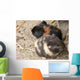 Pet Murals Guinea Pigs Wall Decal