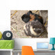 Pet Murals Guinea Pigs Wall Decal