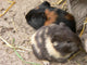 Pet Murals Guinea Pigs Wall Decal