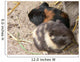 Pet Murals Guinea Pigs Wall Decal