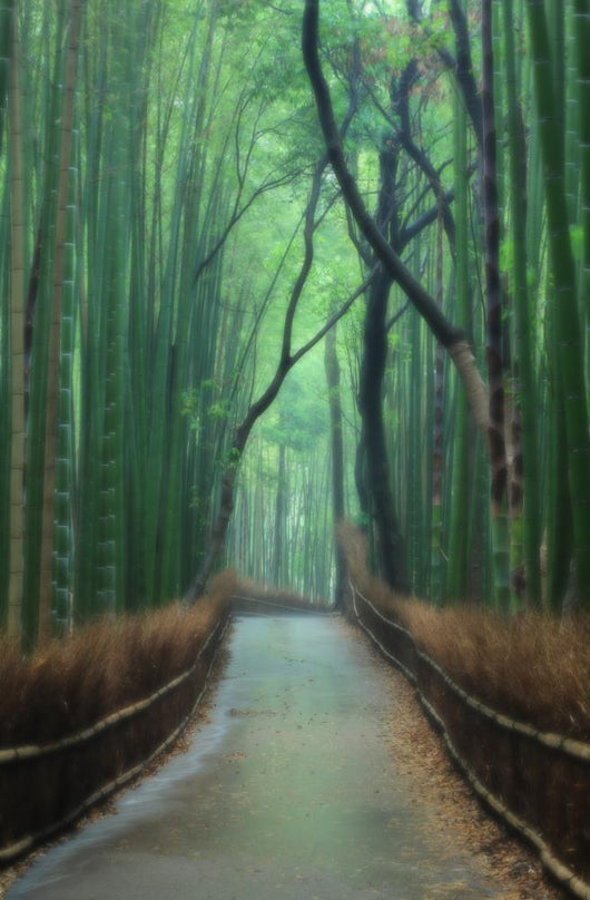 Path Bamboo Forest Wall Decal