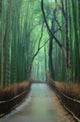 Path Bamboo Forest Wall Decal