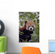 Endangered Red Panda Wall Decal Design 2