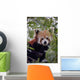 Endangered Red Panda Wall Decal Design 2